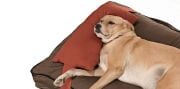 Köpek Yatağı ve Yastık Takımı - Dima Medium