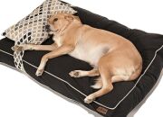 Köpek Yatağı ve Yastık Takımı - Rangu Large