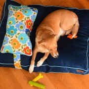 Köpek Yatağı ve Yastık Takımı - Miska Large