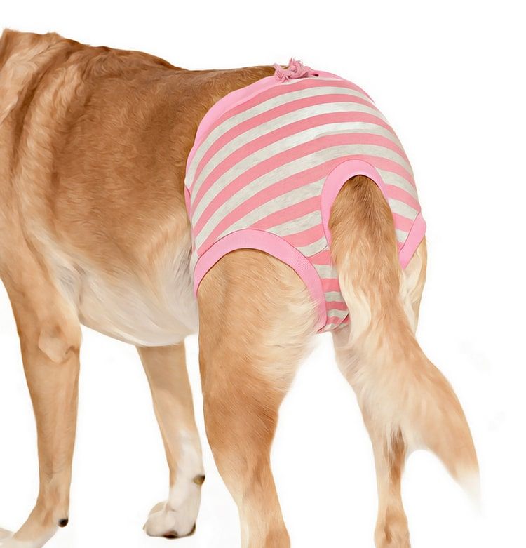 Köpek Külot - Özel Günler için Çıkarılamaz Çamaşır Pembe