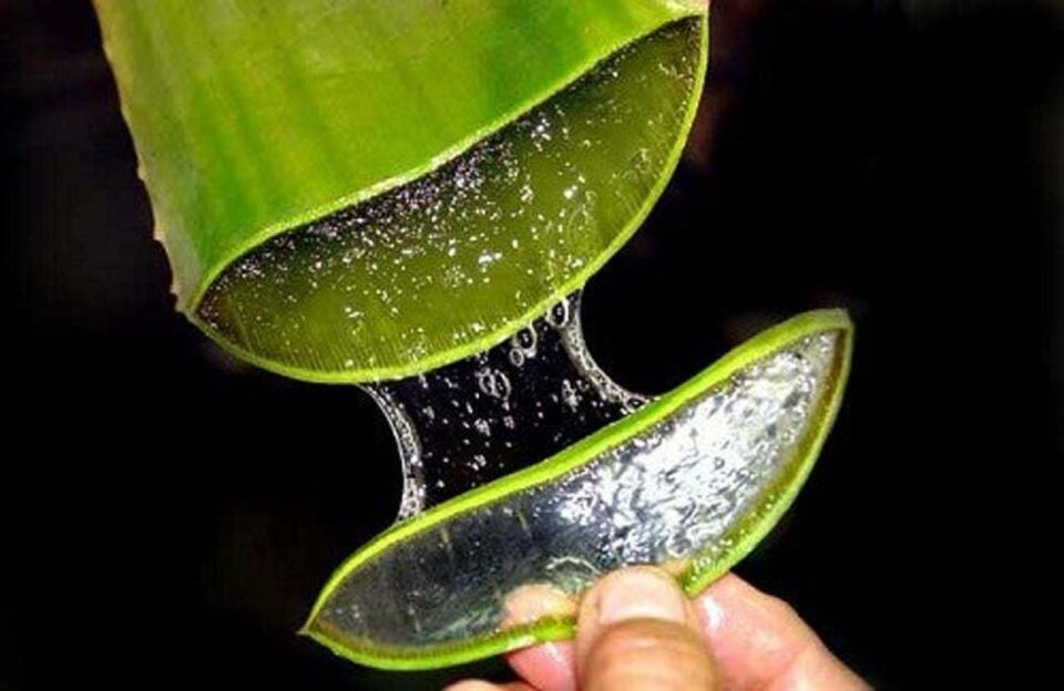 Bitkident Aloe Vera Nemlendirici Jel 300 Ml