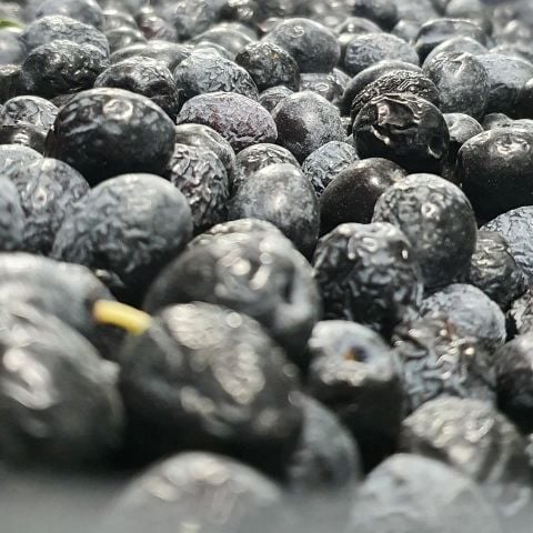Taze Toplanmış Ham Mut Siyahı Zeytini Selelik Çevirmelik 3kg 3 NUMARA