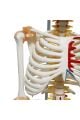 Iskelet Maketi 85 Cm
