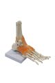 Omurga Ayak Maketi Model 29