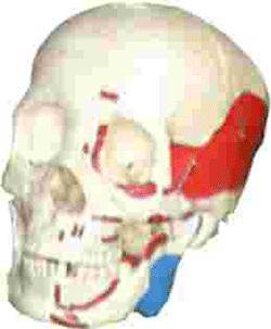 Renkli Kafatası Maketi