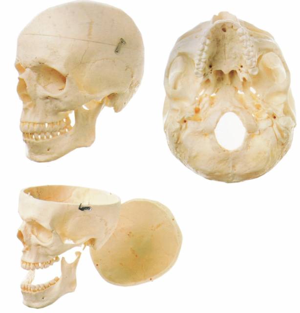 QKQS 7 Kafatası Maketi