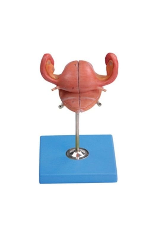 Uterus Maketi