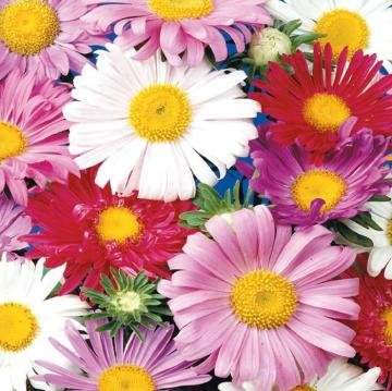 Aster (50 Tohum)