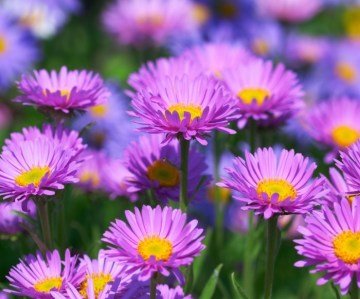 Aster (50 Tohum)
