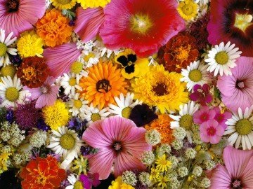 Karışık Çiçekler (50 Tohum)