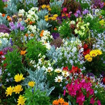 Karışık Çiçekler (50 Tohum)