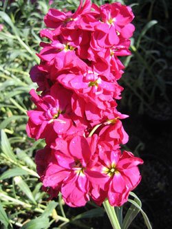 Şebboy Çiçeği (100 Tohum)