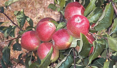 Elma Yarı Bodur Summer Red Meyveli