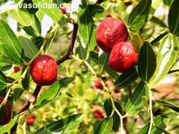 Hünnap Fidanı Ziziphus zizyphus Çıplak köklü Açık Köklü 100-120 Cm