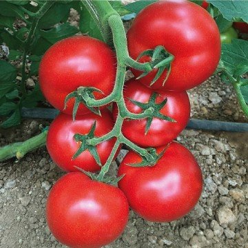 IŞIK (Sırık F1) 10 Adet