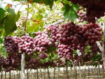 Üzüm Fidanı Asma Fidanı Aşılı Red Globe Grape Çıplak köklü Açık köklü
