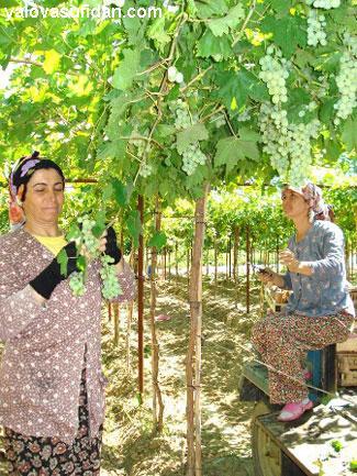 Üzüm Fidanı Asma Fidanı Aşılı Süperyol Çekirdeksizi Çıplak köklü Açık Köklü