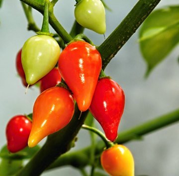 KONİK BİBERİYE 5gr Biber Tohumu
