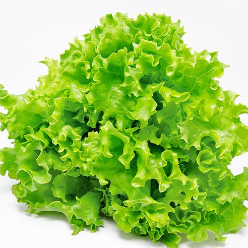 Kıvırcık-Kışlık 10gr Marul Tohumu