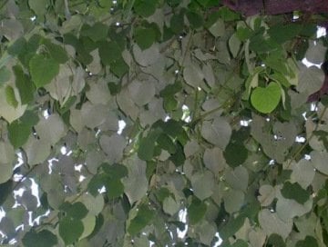 ıhlamur Fidanı Gümüşi ıhlamur Çıplakköklü Açık Köklü Tilia Tomentosa 40-60 Cm