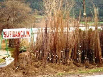 İğde Ağacı İğde Fidanı Çıplakköklü Açık Köklü