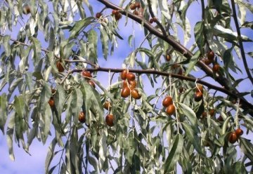 İğde Ağacı İğde Fidanı Çıplakköklü Açık Köklü Büyük