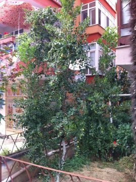 Hünnap Fidanı Ziziphus zizyphus ÇıplakKköklü Açık Köklü 110-120 cm