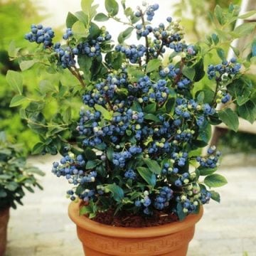 4 Adet Yaban Mersini Fidanı Kampanyası