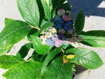 4 Adet Yaban Mersini Fidanı Kampanyası