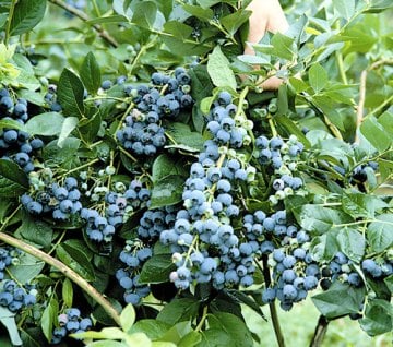 4 Adet Yaban Mersini Fidanı Kampanyası