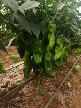 Savaş Hibrit F1 Acı Urfa İsot Üçburun Biber Tohumu 1000 Adet
