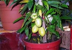Pepino Fidanı 30-40 Cm