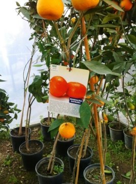 Mandalina Fidanı Meyve verir durumda 140-160 Cm