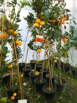 Mandalina Fidanı Meyve verir durumda 140-160 Cm