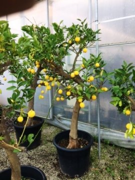 Limon Fidanı Limon Ağacı 140-160 Cm