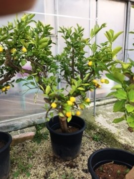 Limon Fidanı Limon Ağacı 140-160 Cm