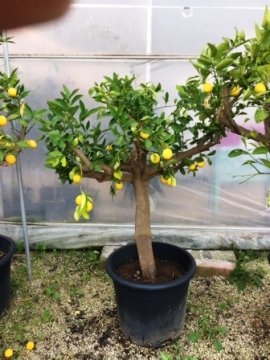 Limon Fidanı Limon Ağacı 140-160 Cm