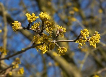 Kızılcık Fidanı Aşılı Cornus 120-140 Cm