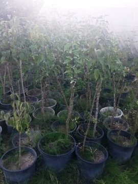 Kızılcık Fidanı Aşılı Cornus 120-140 Cm