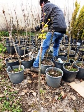 Kızılcık Fidanı Aşılı Cornus 120-140 Cm