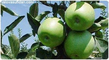 Elma Fidanı Granny Smith Gransimit 120-140 Cm