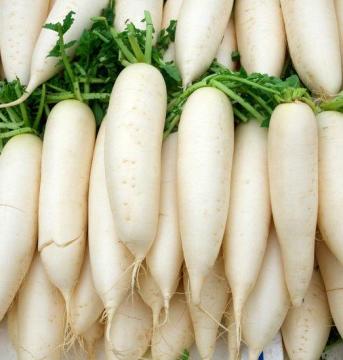 Japon 25gr Turp Tohumu