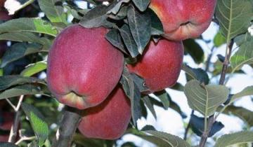 Elma Fidanı Yarı Bodur Star Krimson Delicious