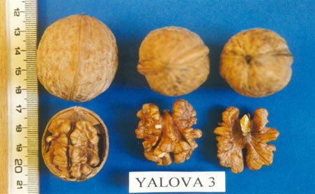 Ceviz Fidanı Yalova 3
