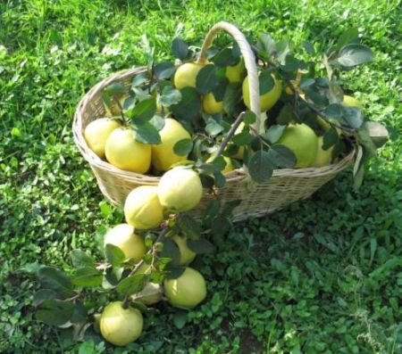 Ayva Fidanı Gördes