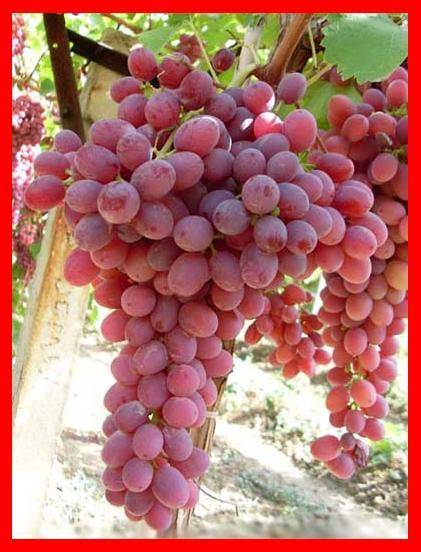 Üzüm Asma Fidanı Krimson Crimson Seedless Çekirdeksiz