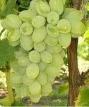 Asma Üzüm Fidanı Süperyol Süperior Seedless Çekirdeksiz