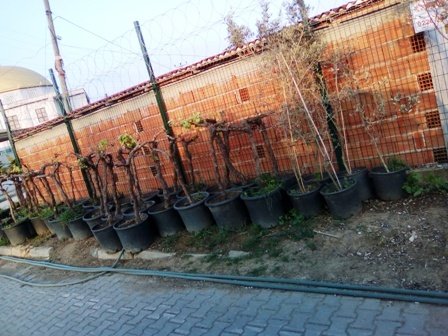 Üzüm Asma Ağacı