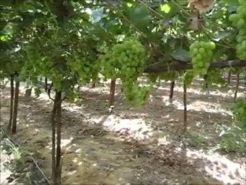 Asma Üzüm Fidanı early sweet Çekirdeksiz