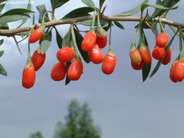 Goji Beery Fidanı Mutluluk Meyvesi Kurt Üzümü 60-80 Cm